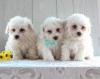 Puppies for sale France, Saint-Etienne Bichon