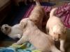 Puppies for sale Belgium, Liege Golden Retriever