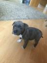 Puppies for sale Lithuania, Zarasai Staffordshire Bull Terrier