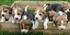 Puppies for sale Cyprus, Larnaca Beagle