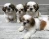 Puppies for sale Czech Republic, Bridge Shih Tzu
