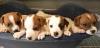 Puppies for sale Denmark, Aalborg Jack Russell Terrier