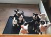 Puppies for sale Italy, Naples Bull Terrier