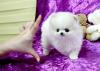 Puppies for sale Latvia, Riga Pomeranian Spitz