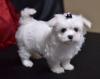 Puppies for sale Cyprus, Larnaca Maltese