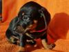 Puppies for sale Denmark, Kopenagen Dachshund