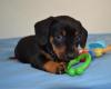 Puppies for sale Cyprus, Paphos Dachshund