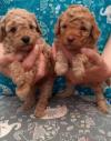 Puppies for sale United Kingdom, Glasgow Poodle