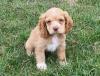 Puppies for sale Hungary, Budapest Cocker Spaniel