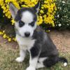 Puppies for sale United Kingdom, Esek , Siberian husky