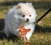 Puppies for sale Sweden, Helsingborg Pomeranian Spitz
