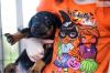 Puppies for sale Cyprus, Paphos Doberman