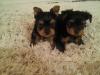 Puppies for sale Netherlands, Eindhoven Yorkshire Terrier