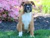 Puppies for sale Greece, Larissa Boxer