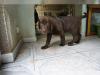 Puppies for sale Germany, Essen Labrador