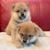 Puppies for sale Italy, Leche , Shiba inu
