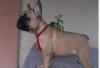 Puppies for sale USA, Maryland French Bulldog