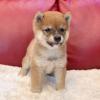 Puppies for sale Belgium, Gant , Shiba inu