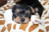 Puppies for sale Belgium, Gant Yorkshire Terrier