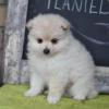 Puppies for sale United Kingdom, Middlesbrough Pomeranian Spitz