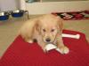 Puppies for sale Slovenia, Aleksandrovits Golden Retriever