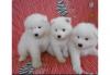 Puppies for sale Cyprus, Limassol Samoyed dog (Samoyed)