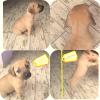 Puppies for sale Ukraine, Odessa American Pit-Bull Terrier