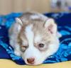 Puppies for sale Netherlands, Dordrecht , siberian husky