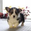 Puppies for sale Greece, Thessaloniki Other breed, Pembroke Welsh Corgi Puppies