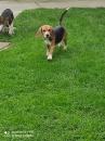 Продам щенка Slovenia, Novi Sad Beagle