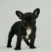 Puppies for sale Portugal, Mirandela French Bulldog