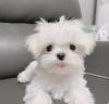Puppies for sale Estonia, Tallinn Maltese
