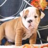 Puppies for sale United Kingdom, Middlesbrough English Bulldog