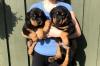 Puppies for sale France, Bourges Rottweiler