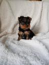 Puppies for sale Greece, Heraklion Yorkshire Terrier