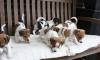 Puppies for sale Czech Republic, Czech-budievitsy Jack Russell Terrier