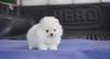 Puppies for sale Italy, Rimini , Pomerania