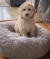 Puppies for sale Germany, Gelsenkirchen , cockapoo