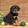 Puppies for sale United Kingdom, London Rottweiler