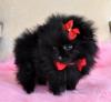 Puppies for sale Cyprus, Larnaca Pomeranian Spitz