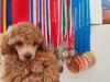 Puppies for sale Cyprus, Larnaca Miniature Poodle