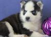 Puppies for sale Cyprus, Larnaca Haski