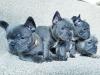 Puppies for sale Netherlands, Maastricht French Bulldog