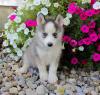 Puppies for sale Belgium, Liege , Siberian husky