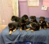 Puppies for sale Cyprus, Ayia Napa Mixed breed, Maltipoo