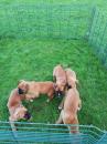 Puppies for sale Germany, Solingen Boxer
