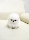 Puppies for sale Slovakia, Bratislava Pomeranian Spitz