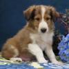 Puppies for sale Cyprus, Larnaca Sheltie (Shetland Sheepdog)