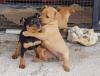 Puppies for sale Cyprus, Paphos Miniature Pinscher