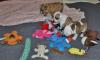Puppies for sale Netherlands, Breda English Bulldog